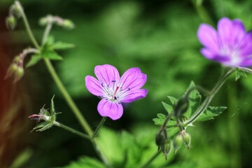 Fototapeta premium flowers in the garden