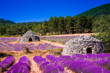 Bories in lavender fields near Ferrassiere in France