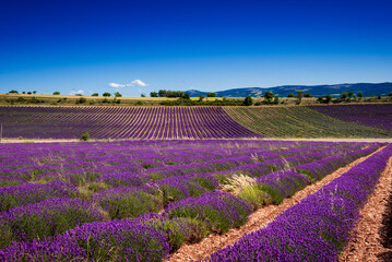 Fototapeta na wymiar Rows of lavender bush taking shapes of the terrain