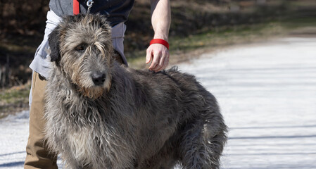 Graceful and Devoted,  Obedient Irish Wolfhound Enjoying a Scenic Nature Trail with their Loyal Owner, a Beautiful Display of Bonding and Adventure.  Pet Photography.