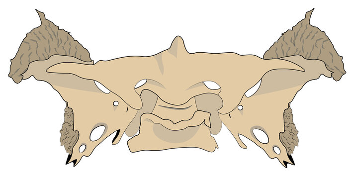 Sphenoid. Anterior face of the sphenoid bone. Irregular human bone shaped like a bat.