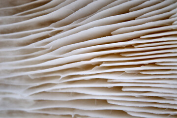 Pleurotes, les lamelles en détail, une riche texture