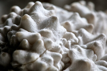 Détails fascinants d'un primordium de pleurotes