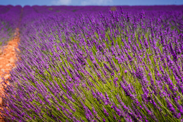 Close up on lavender stems and purple flowers
