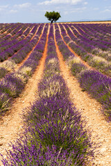 Fototapeta premium Row of lavender aligned with a tree