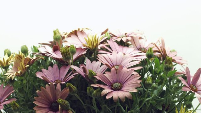 Osteospermum flowers, South African daisy or Cape daisy flower blooming, time lapse. Flowers opening, isolated on white, timelapse of beautiful pink cape marguerite, Dimorphotheca flowers blooming. 