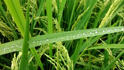 Morning dew on rice plants