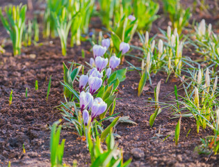 Small tulips in the garden. Spring, gardening. Purple crocus flowers in the soil close-up, in the rays of sunset, selective focus. The first spring flowers, snowdrops.