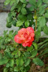Scarlet pink rose on a rainy day