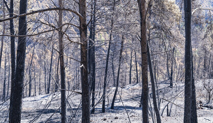 árboles del bosque tras el incendio