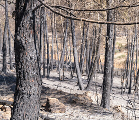 árboles del bosque tras el incendio