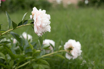 Fresh peonies in the garden.