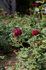 Rose Festival from April to May, Rose Garden, Pink Red Roses