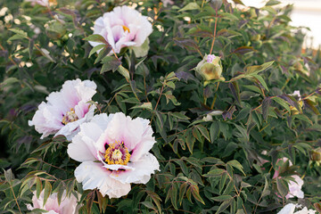 Fresh peonies in the garden.