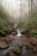 Obraz premium stream in the forest