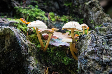 Fototapeta premium mushrooms on a tree