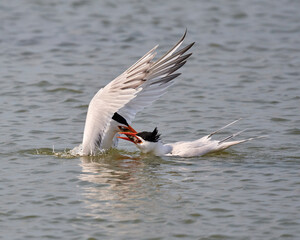 Royal Tern Sharing Dinner