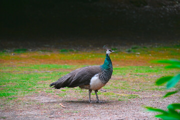 Peacocks in the park AUSTRALIA. Tasmania