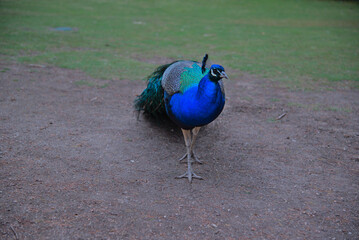 Fototapeta premium Peacocks in the park AUSTRALIA. Tasmania