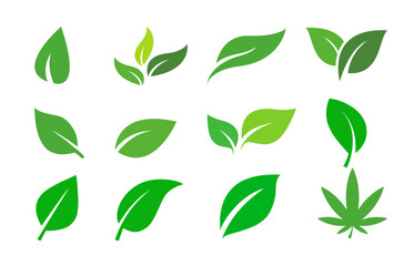 green leaves isolated on white