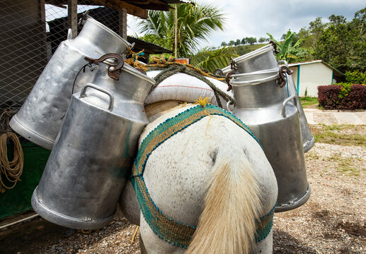 Traditional transport of the Colombian peasant - Horse with cans of raw cow's milk