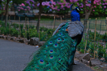 Obraz premium Peacock is a bird with a beautiful tail.