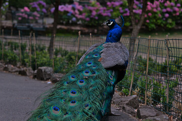Obraz premium Peacock is a bird with a beautiful tail.