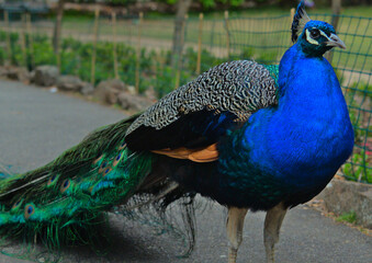 Fototapeta premium Peacock is a bird with a beautiful tail.