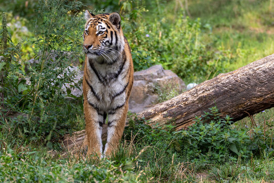 Tiger on the lookout