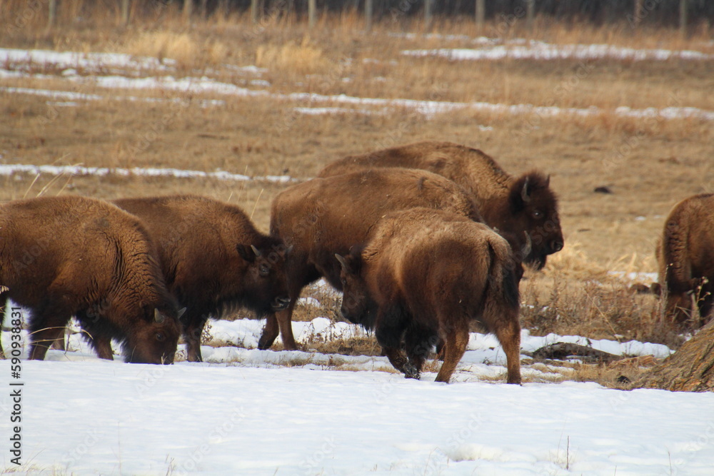 Wall mural bison in the park, Elk Island National Park, Alberta