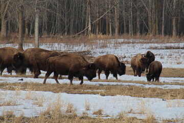 Bison Herd, Elk Island National Park, Alberta