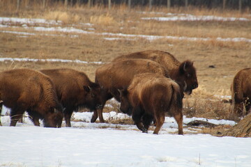 bison in the park, Elk Island National Park, Alberta