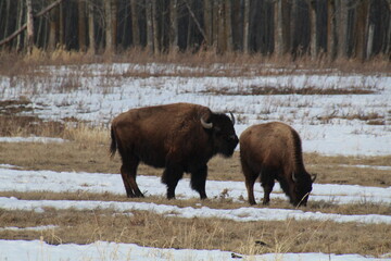 Bison Sniffing, Elk Island National Park, Alberta