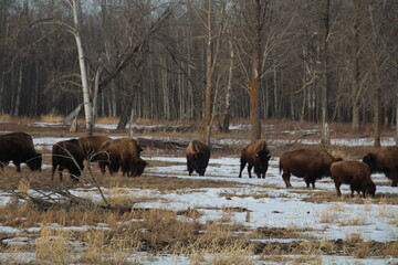 Bison On the Move, Elk Island National Park, Alberta