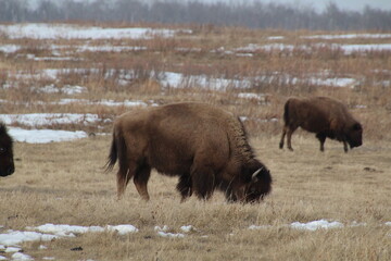 Bison Grazing, Elk Island National Park, Alberta