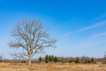 A large white oak in a prairie with a blue sky and some pine trees in the distance in the early spring.