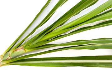 Fototapeta premium Sugar cane leaves on white background.