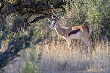 springbok in the wilderness in the erongo region in namibia