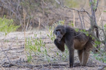 baboon in the wilderness of namibia