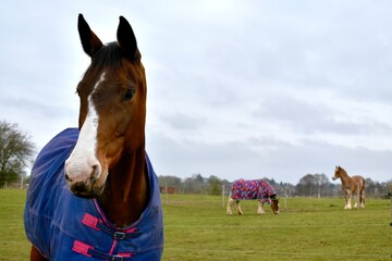 Portrait of a bay horse with white nose in a blue rug on the pasture, Kenilworth, England, UK
