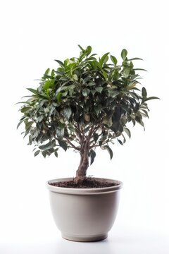 Photo of plant in decorative interior pot isolated white background. Generative AI