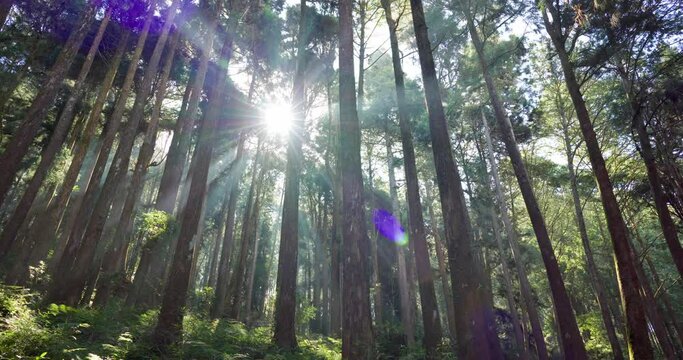 Cedar trees in the forest with through sunlight ray