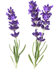 Foto op Aluminium PNG lavender flower isolated transparent background © LiliGraphie