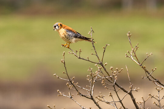 American Kestrel