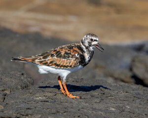 Ruddy Turnstone (Arenaria interpres) on the rocks at Shelly Beach, Ballina, NSW, Australia - a highly migratory species of sandpiper which breeds in Siberia & Alaska before migrating to Australia
