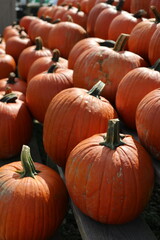Piles of orange pumpkins during midday afternoon light on a farm