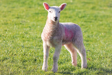 Fototapeta premium baby lamb on the meadow