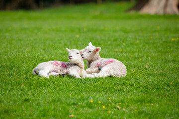 white sheep on the grass