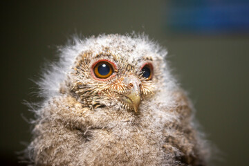 The Javanese owl, also known as the Sunda scops owl or Celepuk in Indonesian, is a species of owl that is native to Indonesia, particularly the islands of Java and Bali. Its scientific name is Otus.