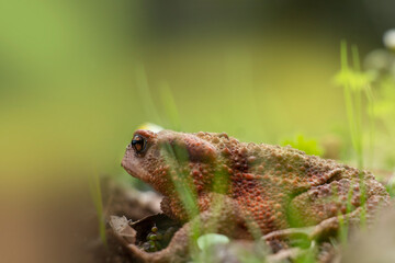 A portrait of a large brown frog in the woods near a stream.